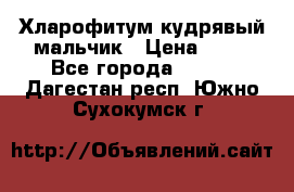 Хларофитум кудрявый мальчик › Цена ­ 30 - Все города  »    . Дагестан респ.,Южно-Сухокумск г.